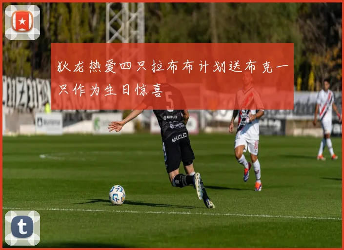 狄龙热爱四只拉布布计划送布克一只作为生日惊喜